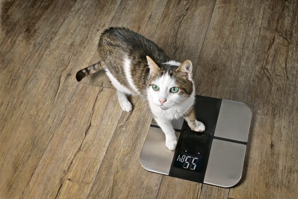 Overweight